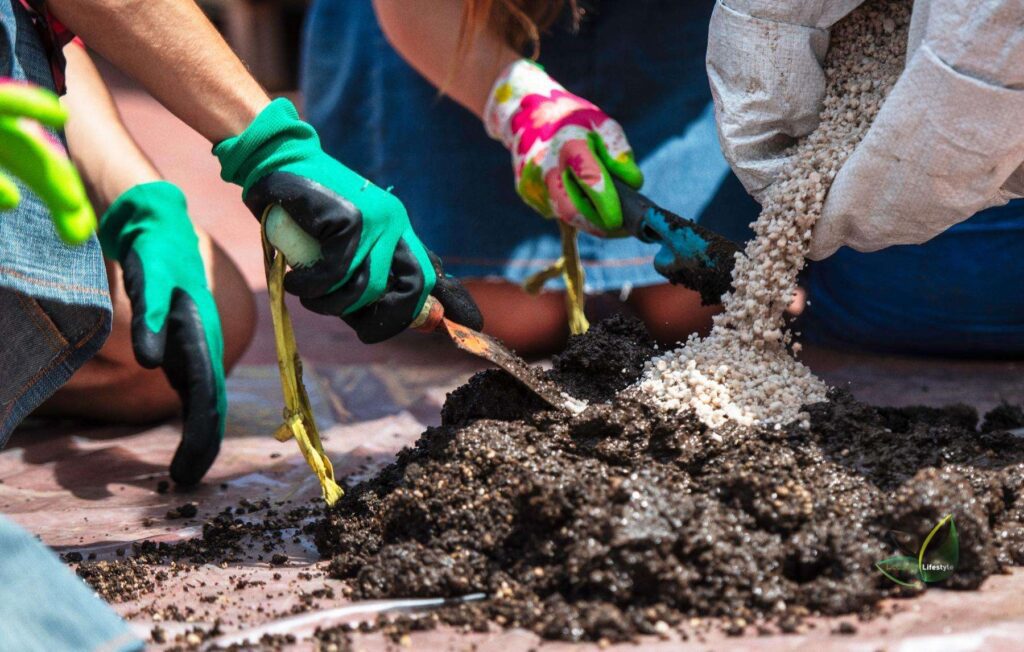 Potting Soil For Succulents