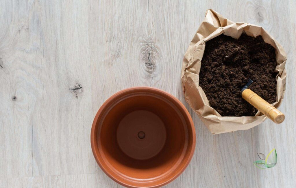 potting soil for succulents (4)