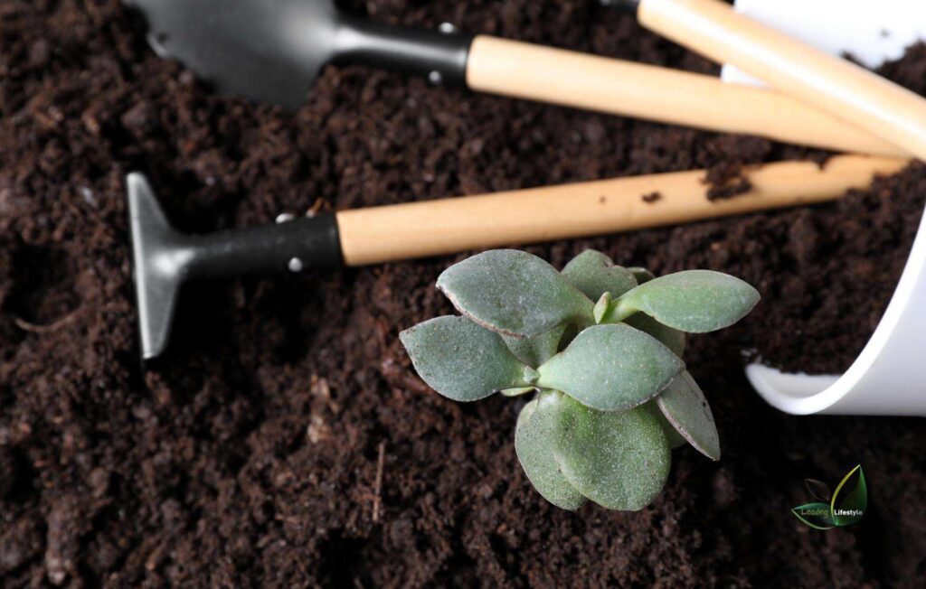 potting soil for succulents (6)