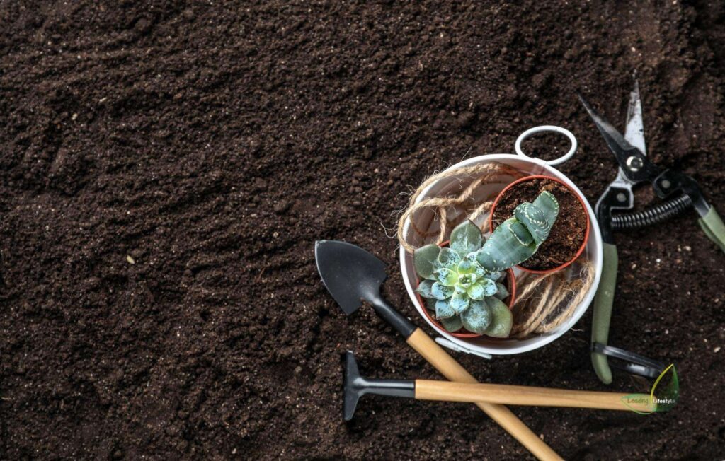 Potting Soil For Succulents