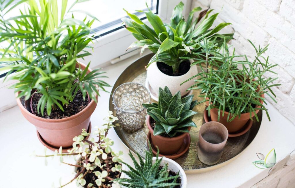 When you notice your succulent growing in this manner, it's time to relocate it to a brighter location. After you've relocated it to a brighter location, you should notice that your succulent has stopped growing. However, it is no longer contracting. Once a succulent becomes leggy and stretched out, it will never regain its original size. So what are your options? Propagating your succulent is one of the options. We will discuss this further in the guide. For now, it's critical to understand that you are not doing anything incorrectly when your succulent does not return to its original size; this is a natural process for succulents.