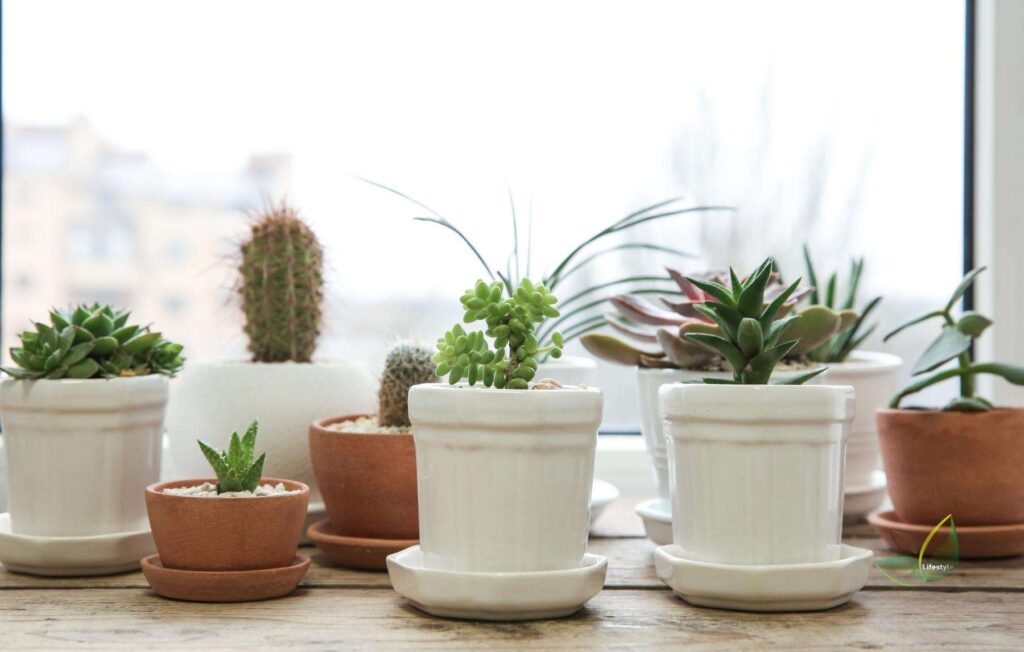 Succulents on a windowsill