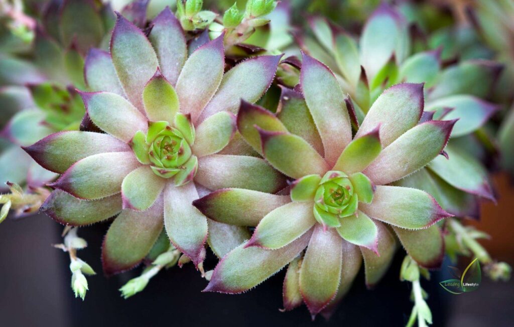 winter hardy succulents