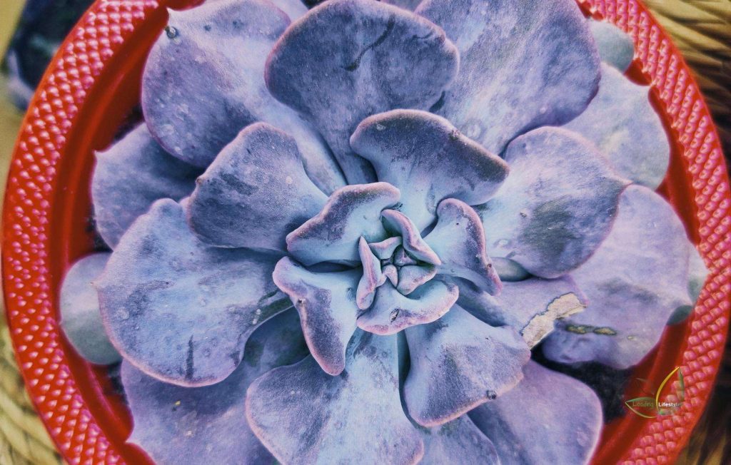 A single pot of purple succulents