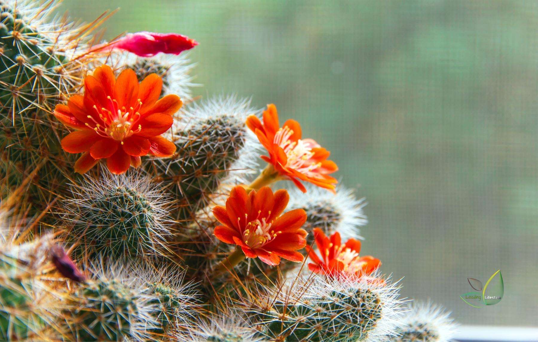 Top Best Flowering Cactus You Can Grow at Home | Leading Lifestyle