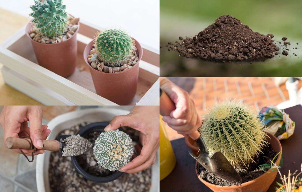 Best Cactus Soil Mix - What is It and How Do I Make It