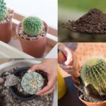 Best Cactus Soil Mix - What is It and How Do I Make It?