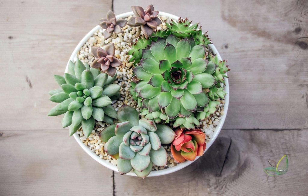 Compact succulents planted in a planter.