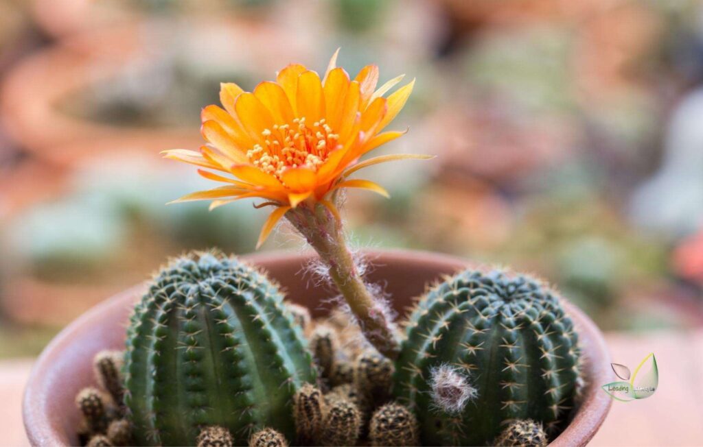 Top Best Flowering Cactus You Can Grow at Home
