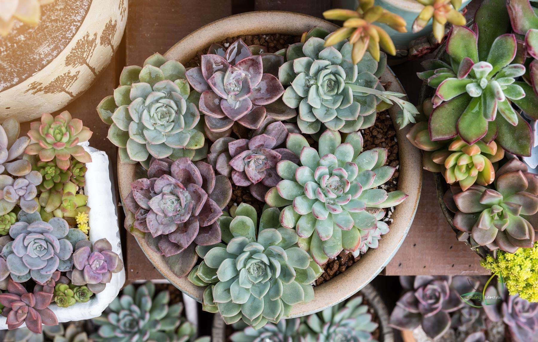 Planting Succulents: The Easiest Way to Brighten Your Home