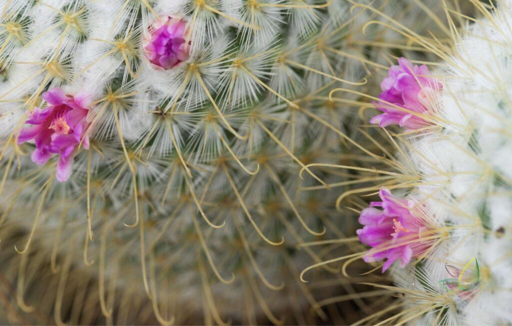 Mammillaria dasyacantha Cactus