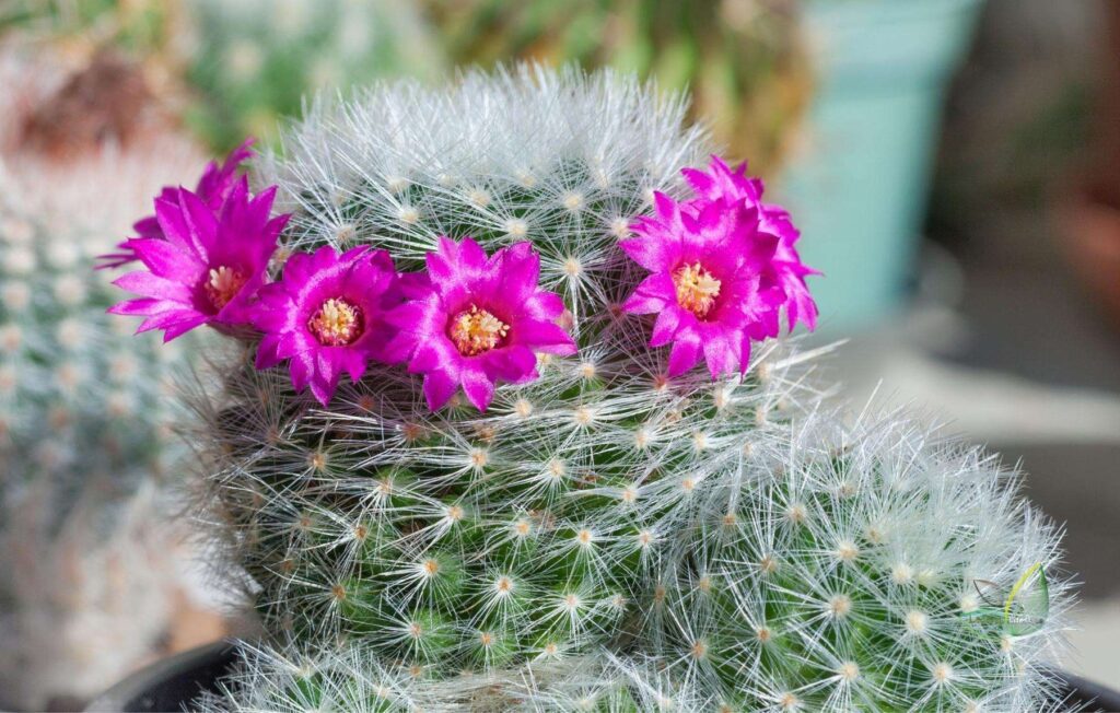 Top Best Flowering Cactus You Can Grow at Home