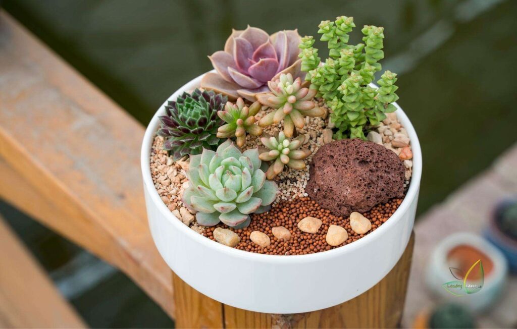 Planting Succulents The Easiest Way to Brighten Your Home