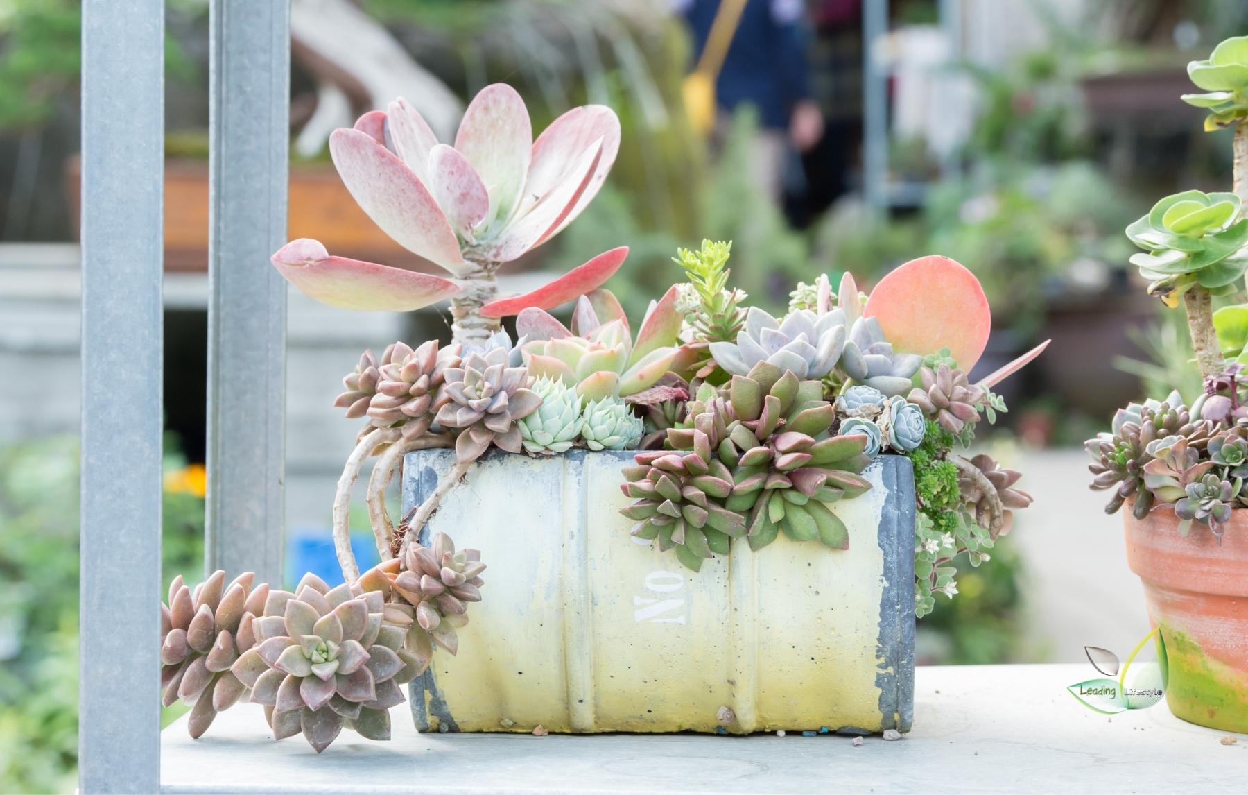 Planting Succulents The Easiest Way to Brighten Your Home cover