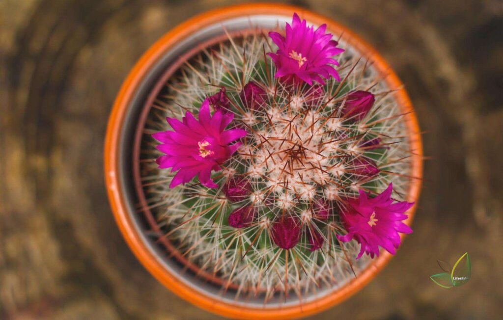 Spiny Pincushion Cactus