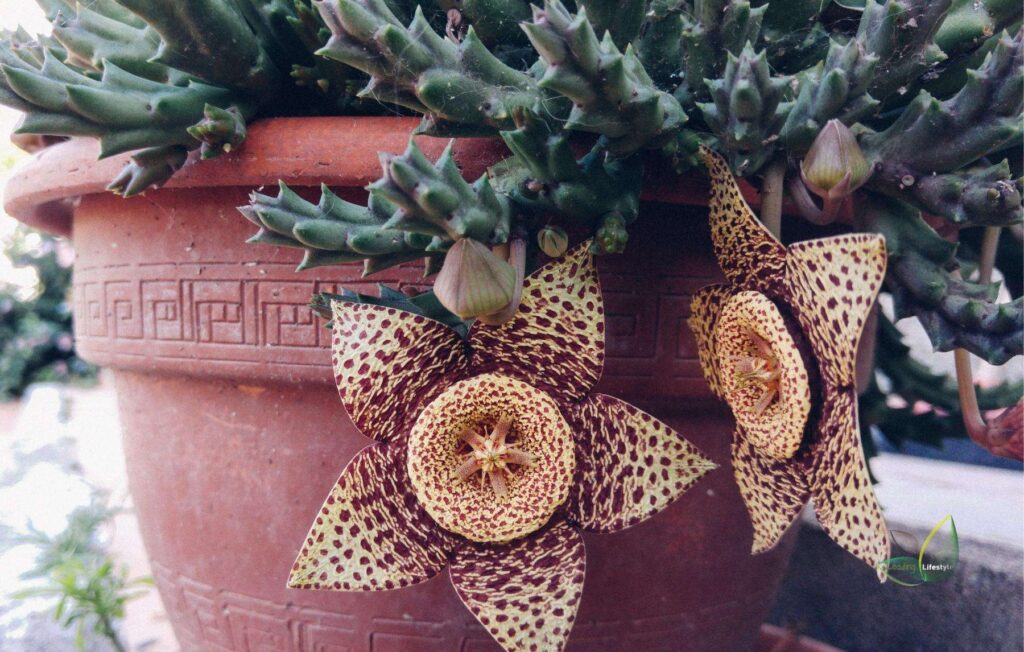 flowering cactus,cactus with flower
