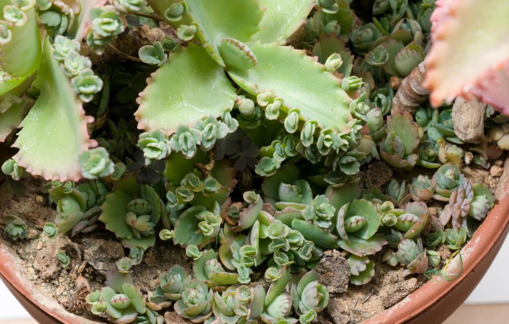 How to Grow a Mother of Thousands (Daigremontiana Kalanchoe)