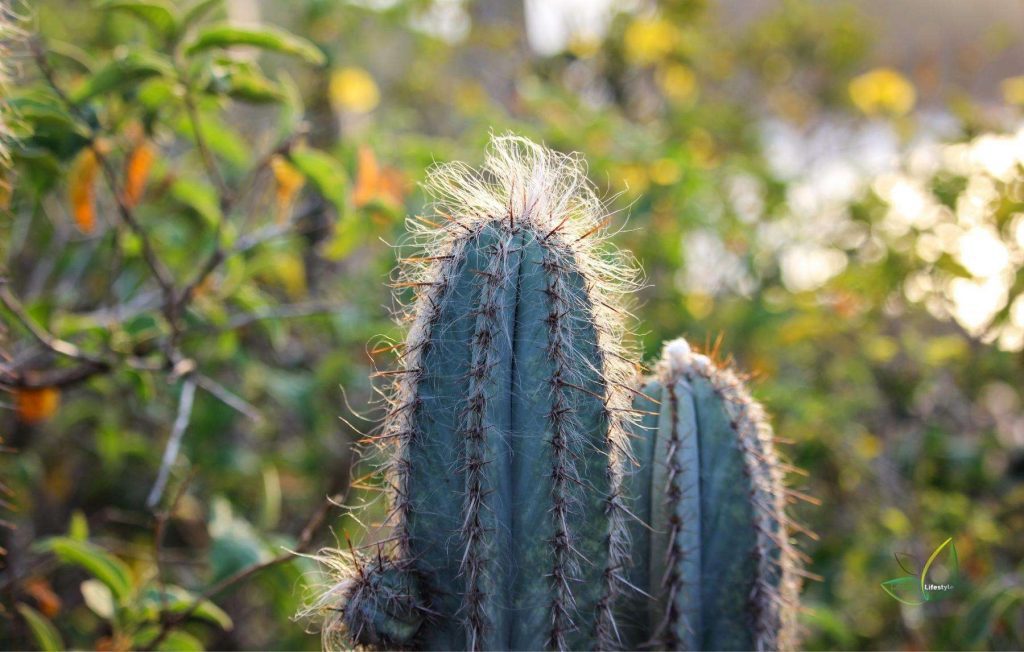 Blue Columnar Cactus (Pilosocereus Pachycladus)