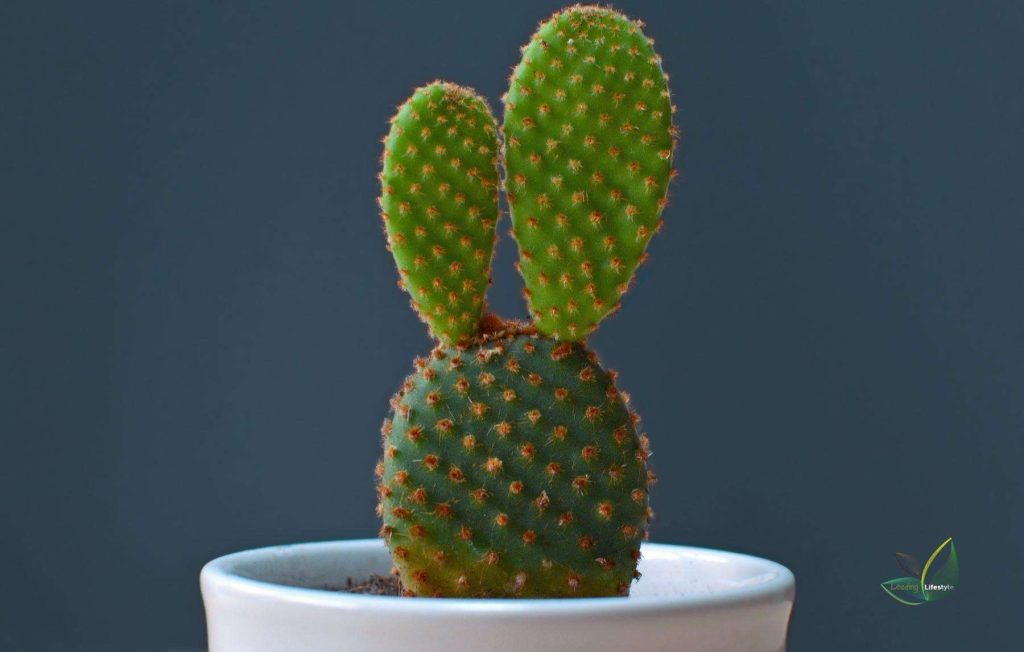 Bunny Ears Cactus (Opuntia Microdasys)​