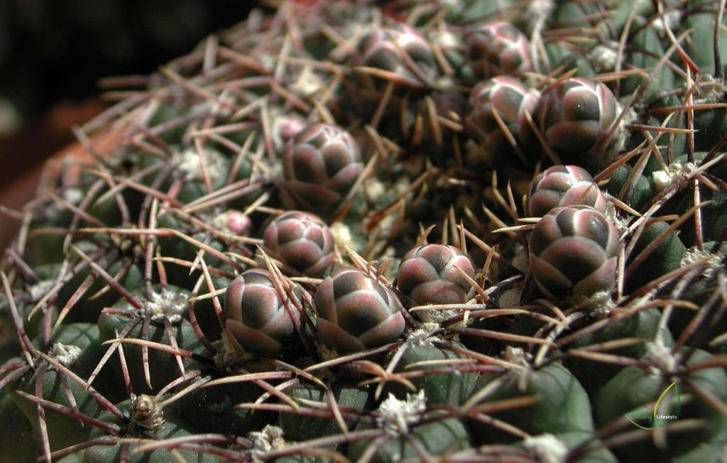 Chin Cactus (Gymnocalycium)