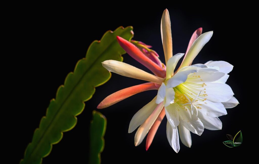 Queen Of The Night Cactus 2nd