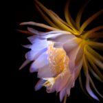 Queen Of The Night Cactus