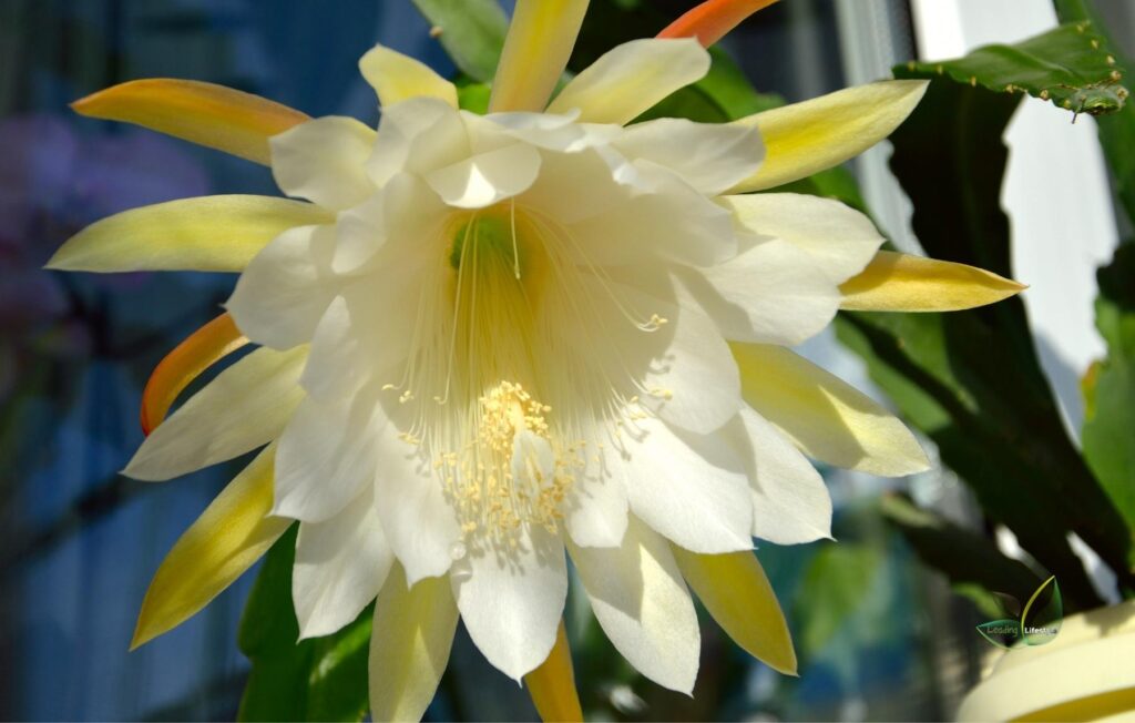 Queen Of The Night Cactus flower
