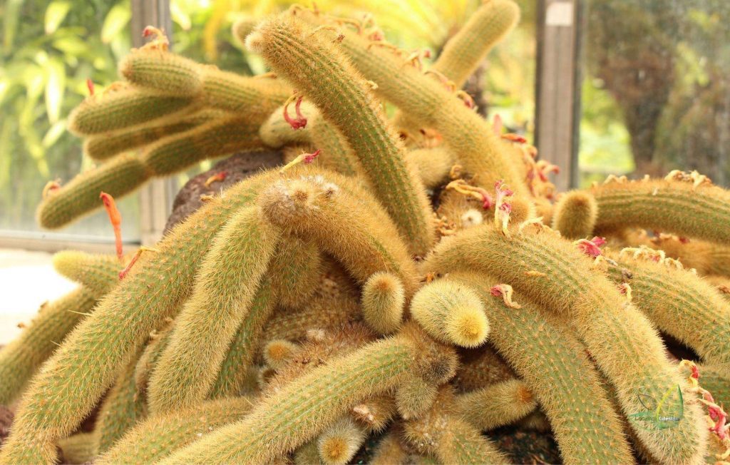 Rat Tail Cactus (Aporocactus Flagelliformis)