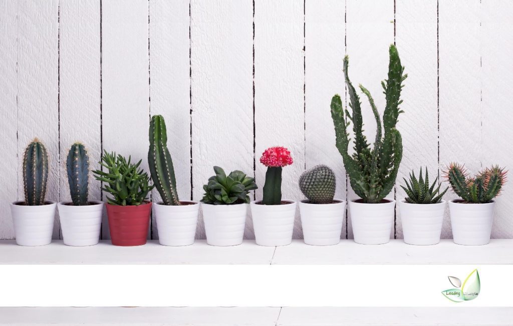 Types of indoor cactus