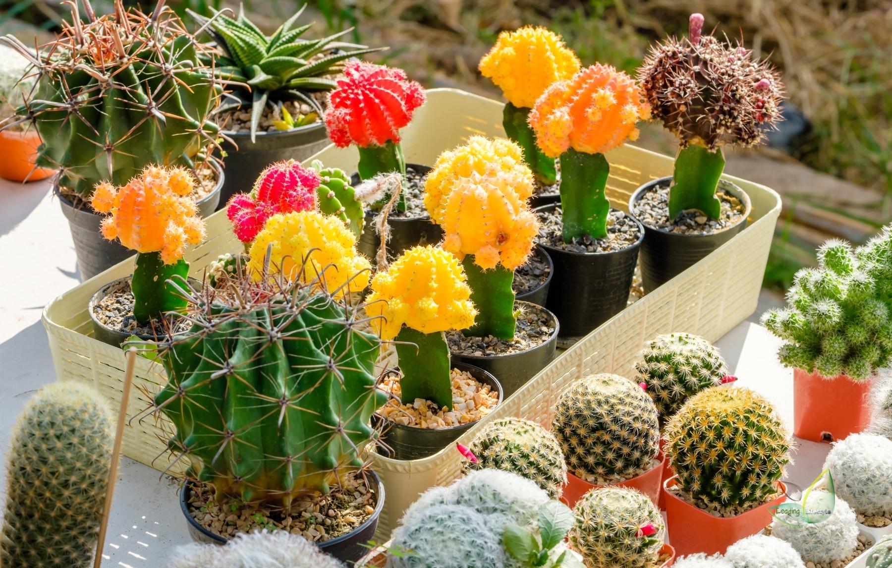 Types Of Indoor Cactus Cover
