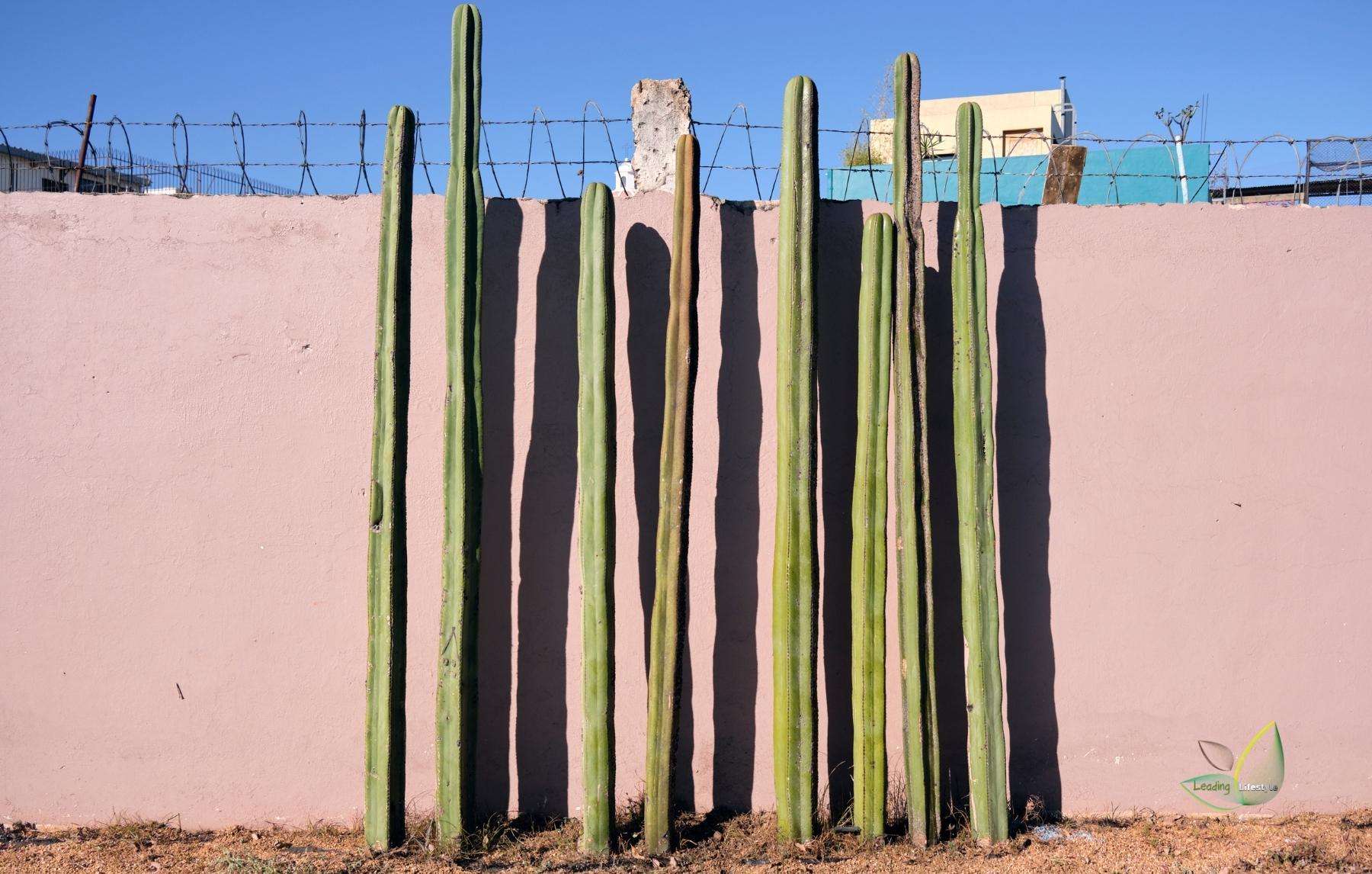 Mexican fence post cactus