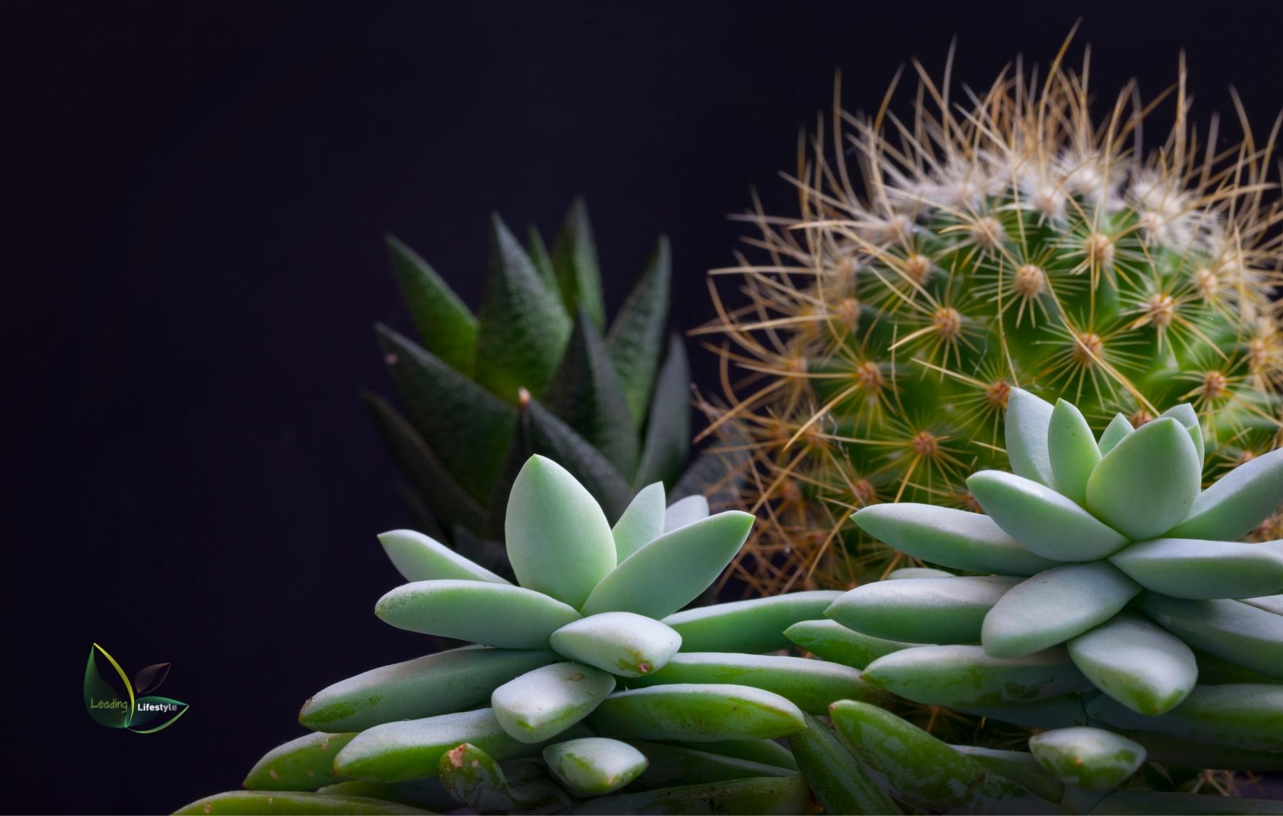 Succulents vs cactus