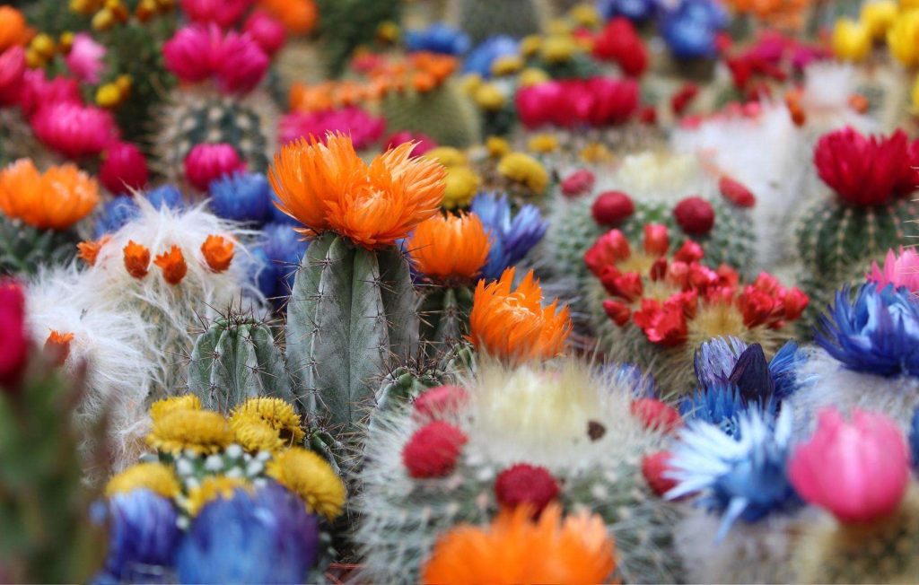 Cactus flower easily