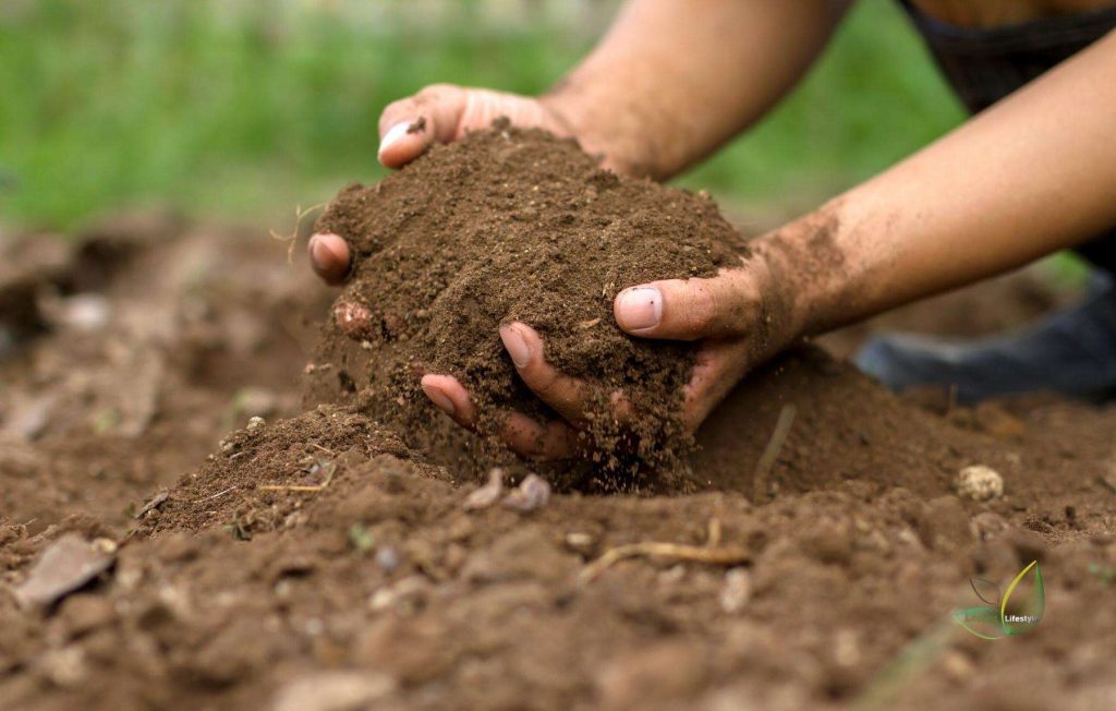 Care For Soil In Winter Gardening