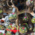 Craft Your Own Succulent Terrarium: Step-by-Step Guide