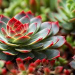 Succulents with red tips