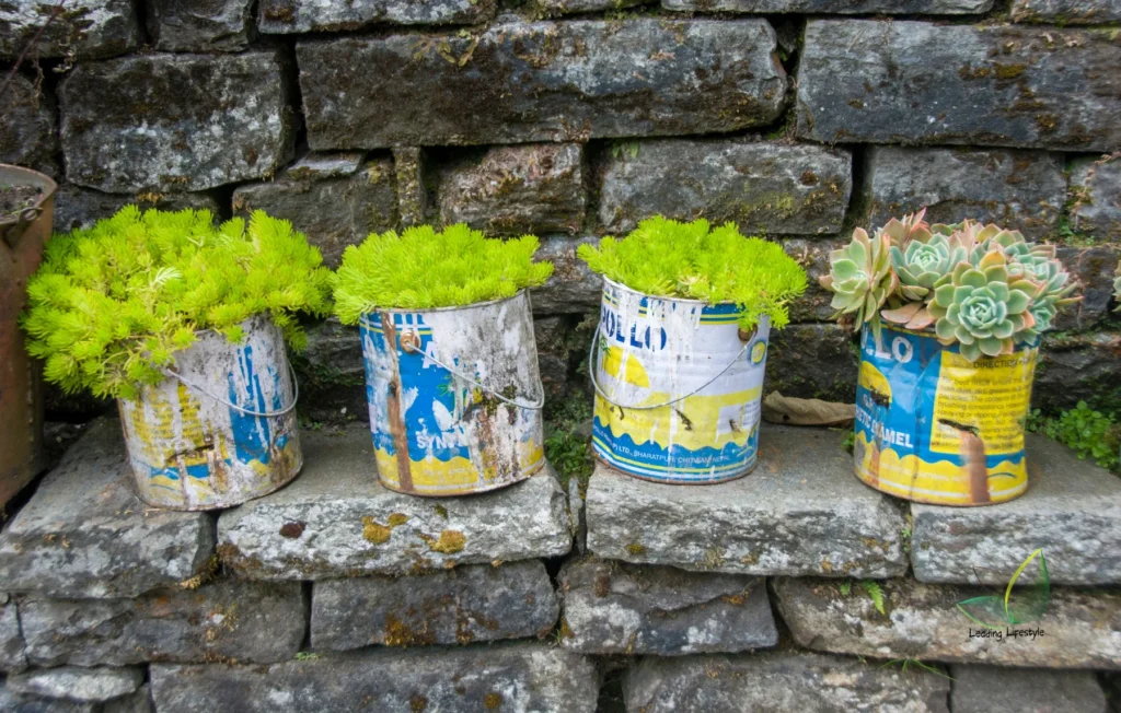 Succulents Stay Outside in Rain