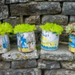 Succulents Stay Outside in Rain