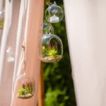 Can Succulents Stay Outside in Winter? Know When to Bring Them In