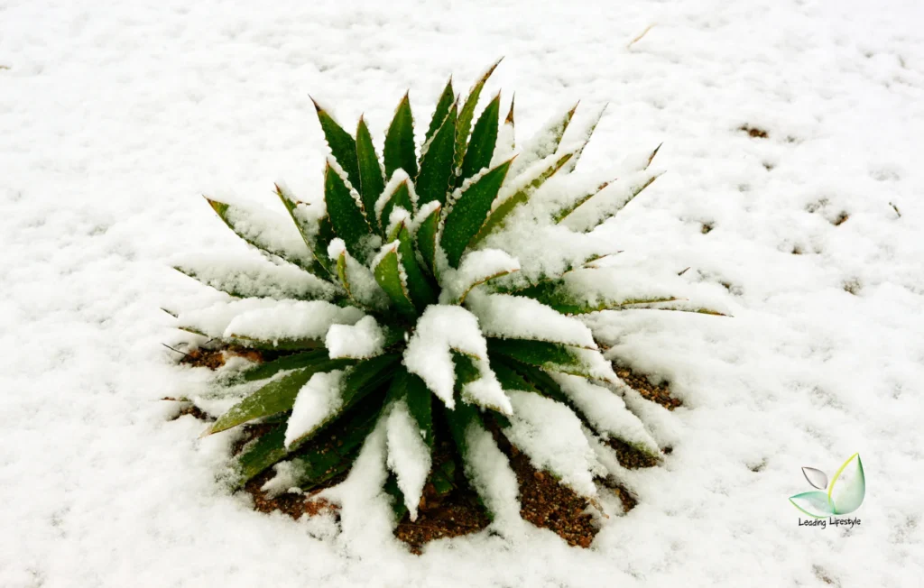 Cold Hardy Succulents: Which Genera Survive Outdoor Winters and Their Minimum Temperatures