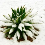 Cold Hardy Succulents: Which Genera Survive Outdoor Winters and Their Minimum Temperatures