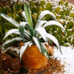 Keep Succulents Alive in Winter Outside: Protection Steps and the Winter Watering Shift
