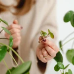 Propagating Succulents from Leaves and Cuttings