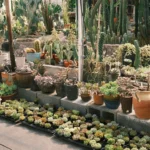 Succulent Plants_ The Complete Guide to Types, Care, and Keeping Them Alive