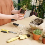 When to Repot Succulents: Timing Signals, Season, and When to Wait