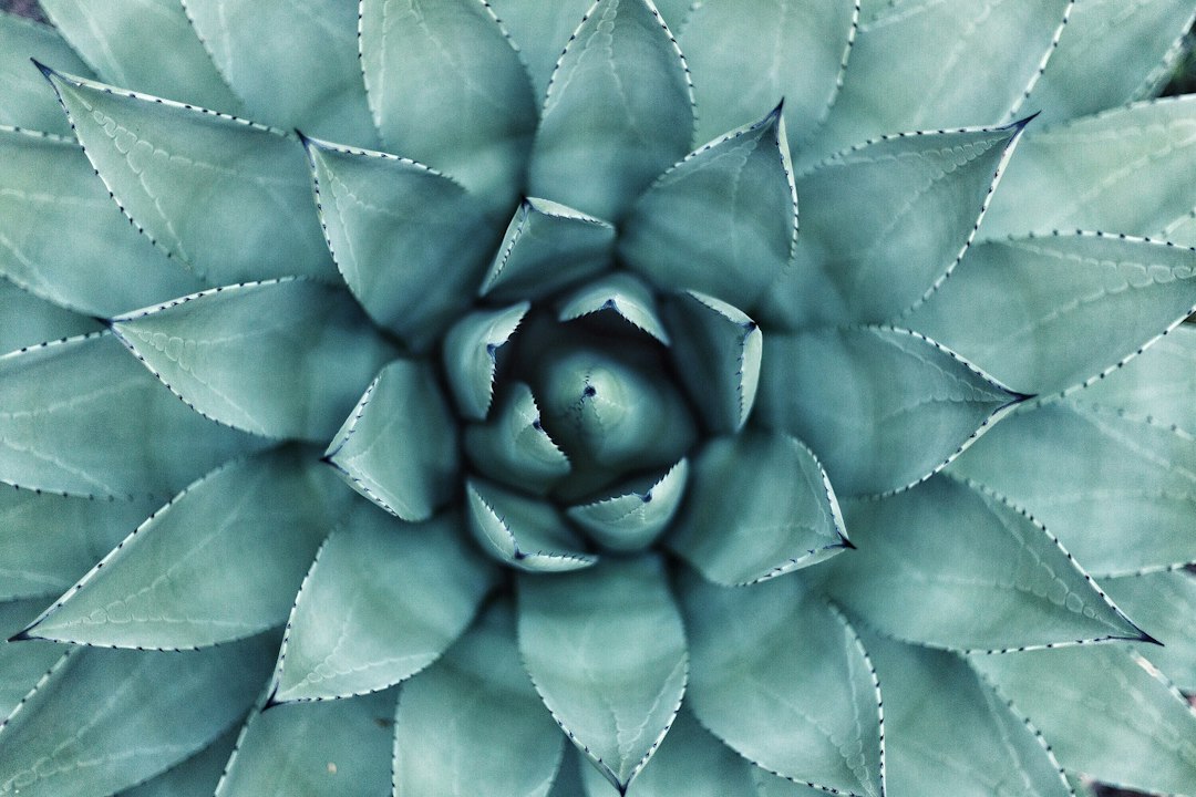A compact echeveria rosette planted in coarse, mineral-heavy soil with visible perlite and pumice particles