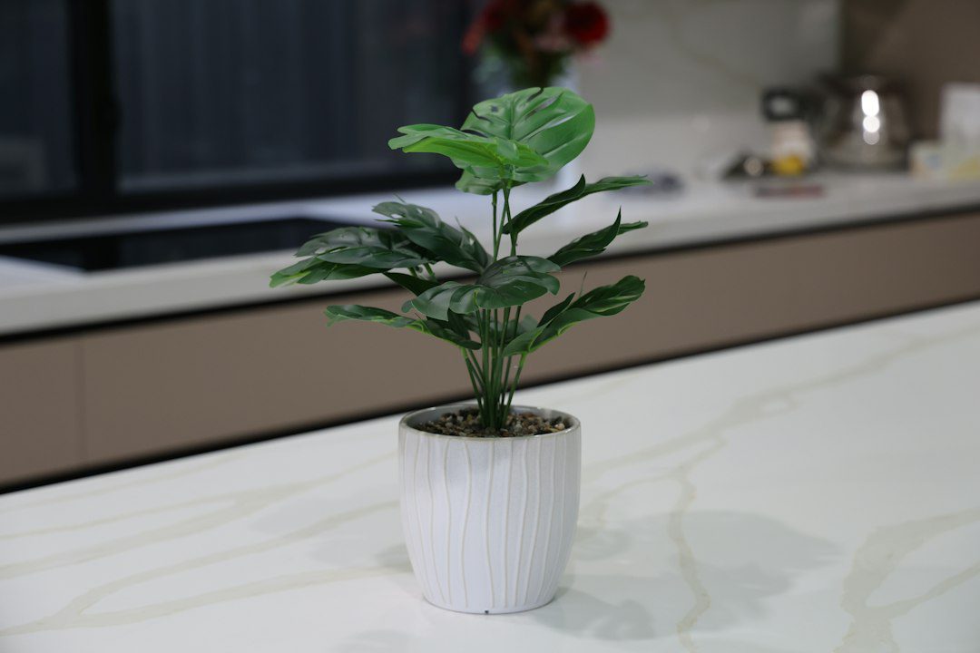 A person spraying and wiping a kitchen countertop with a cloth after relocating a potted plant