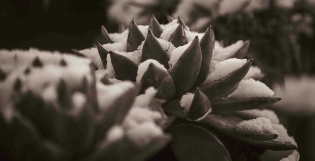 Sepia close-up of snow resting between the thick leaves of an outdoor succulent rosette