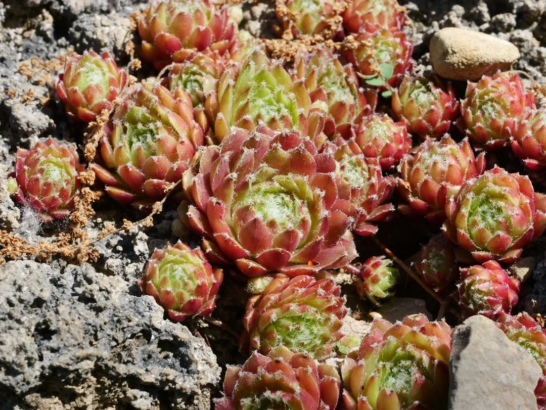Cluster of red-and-green sempervivum rosettes with cobwebby leaf tips growing in a rock crevice in bright sunlight