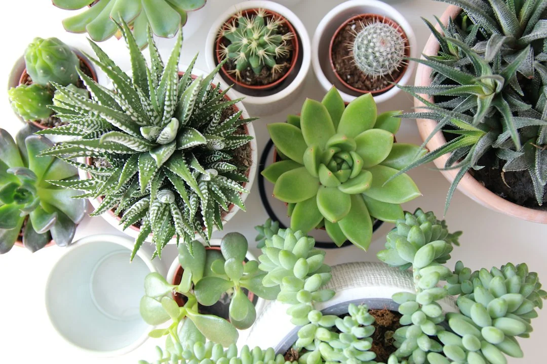 Overhead spread of many genera — zebra-leaf Haworthia, cacti, Echeveria and jade — potted side by side